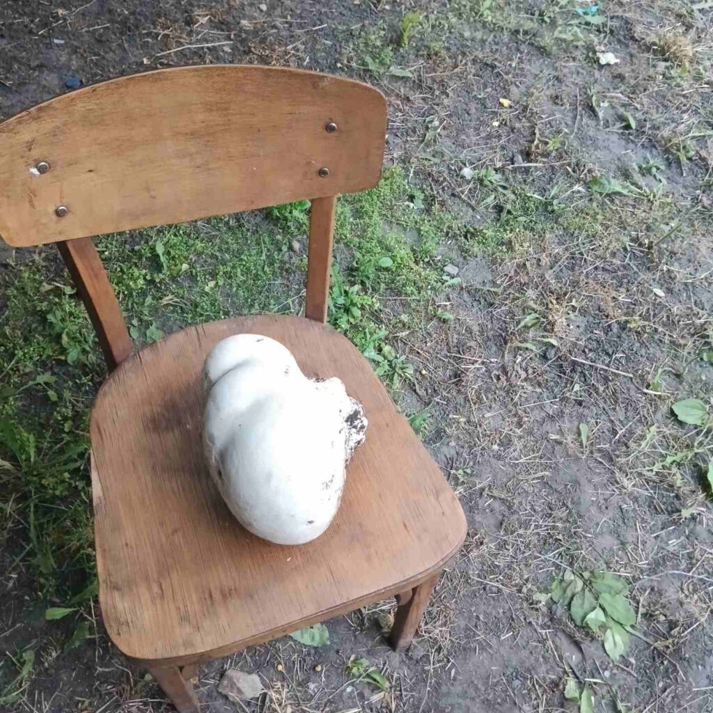 гриб дощовик
